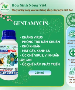 GENTAMYCIN