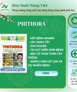 COMBO 2 GÓI PHÂN BÓN PHITHORA