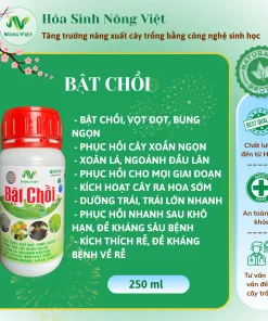 BẬT CHỒI